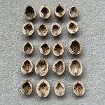 20 Halves Open, Manually Emptied Walnut Shells , Various Sizes Lot3