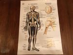Used - Vintage Poster EL ESQUELETO - 90 X 65 CM - Spanish - For Collectors