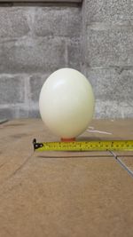 Blown Ostrich egg UK seller sizes might very 