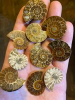 1x Fossil Cleoniceras Ammonite Half - Real 100% Genuine (Prehistoric Dinosaur) 
