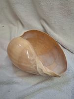 Large Seashell