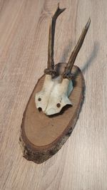 vintage Real  Skull with Horns, white bone, animal skull. Original 8