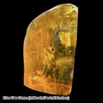Rare Mexican Amber Fossil with Insects Miocene Chiapas Genuine Amber Inclusion