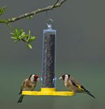 Jacobi Jayne Wild Bird Feeder Filled FREE Niger Seed 2 Port Holder Happy Beaks