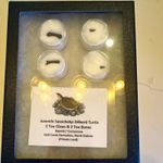 Juvenile Saxochelys gilberti Turtle Fossil Lot - 2 Toe Claws & 2 Toe Bones