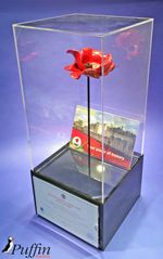 Poppy Display cases (Displayed on its Stem)