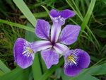 Iris versicolor (Blue flag or Poison flag) - Marginal Pond Plants - MP060