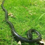 Fake Realistic Snake Lifelike Real Scary Rubber Toy Prank Joke Trick Halloween