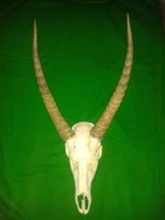 WATERBUCK SKULL HORNS Africa Safari Trophy Hunting Taxidermy