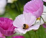 Cosmos Bipinnatus 'Cupcakes Mixed' Pink and White 8-16 Plants