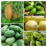 MIXED CUCUMBER SEEDS, 75 SEEDS (CUCAMELON, CAROUSEL ETC.) + FREE