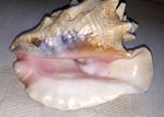 XL Vintage Queen Conch shell Beautiful pink horned 9"/1.45kg Coastal Beach Decor
