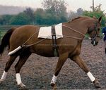 Pessoa Training System for Longeing Lunging Aid