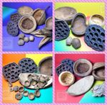 Natural Vivarium Decor Pack, Great For Snails, Millipedes & Woodlice, bio-active