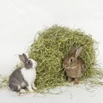 Timothy Hay for Rabbits & Guinea Pigs | Long Stem Sun-Dried | Yorkshire Grown