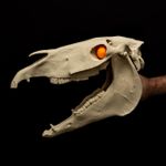 Mari Lwyd Skull Replica Welsh Folk Costume Horse Skull Hinged Jaw Prop 17in