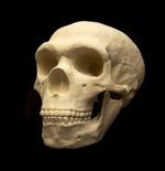 Neanderthal Skull Lifesize Replica – Human Ancestor – Fossil Human Skull