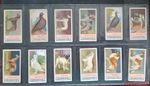 OGDENS  ‘FOWLS PIGEONS & DOGS’ CIGARETTE CARDS 1904 FULL ORIGINAL SET OF 50 