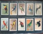 GALLAHER-FULL SET- ZOO TROPICAL BIRDS 1928 (1ST SERIES 50 CARDS) 