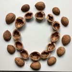 WALNUT Shells Empty (24 halves) 🌲ART CRAFT CHRISTMAS WREATH🌲Organic Homegrown