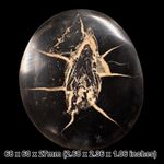 Fish coprolite in nodule, fossilised poo poop, genuine uk carboniferous