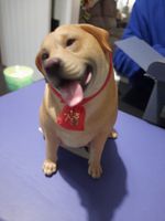 JXK Labrador Dog Model 1/6 Vgc With Interchangeable Head Comes In Original Box