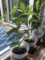 Pomelo tree Plant Citrus fruit bearing. 🇬🇧 Uk Grower