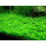 Micranthemum Monte Carlo BEAUTIFUL CARPET PLANT HEALTHY AQUARIUM PLANT AQUATIC