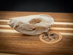 Life Size Opossum Skull Replica – Realistic 3D Printed Bone Model Display