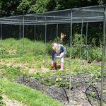 Aluminium Walk In Fruit & Veg Cage With Door – Allotment Garden Crop Protection