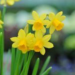 Daffodil Tete a Tete Miniature Yellow Flower Narcissus Bulbs Hardy Garden Plant