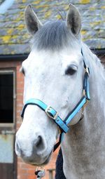 CLEARANCE!!!  Slightly Tarnished But Serviceable Two Tone Heads Collars