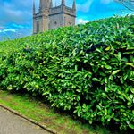 80 Cherry Laurel Fast Growing Evergreen Hedging Plants 40-50cm Tall Potted
