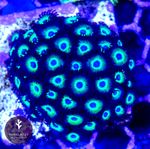 💫🌙 Orbitrons ZOA Coral Frag - NOT SPS LPS (3+ heads)🌙💫