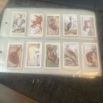 GALLAHER  FULL SET OF 100 CARD "ANIMALS & BIRDS OF COMMERCIAL VALUE" IN SLEEVES.