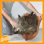 old vintage big Medallion Wild Boar Head hunting Trophy Taxidermy Wall Mounted