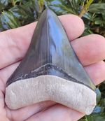 Bone Valley Megalodon Shark Tooth Fossil