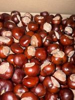 Conkers x100