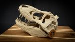 Scaled Down T-Rex Skull Replica – Realistic 3D Printed Dinosaur Bone Model