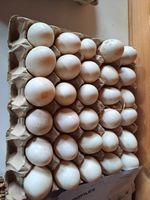 Free Range Duck eggs For Eating Two dozen - 24