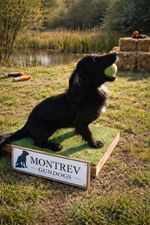 Dog Training Place Board/Platform/Gundogs/Agility/Obedience/Puppies/Dog Sports