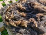 First Shear - Black Shetland Lambswool Fleece - Spinning - Happy Sheep