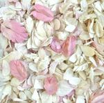 Biodegradable WEDDING CONFETTI IVORY Dried FLUTTER FALL Real Throwing Petals