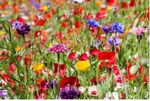 25g  Wild Flower Meadow Seeds BUY 2 get 2 FREE Wild Scented Bee Mix 149a