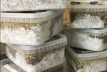 How to grow mushrooms kit, mushroom grow kits with Grow Bag, Mushroom growing