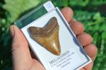 WOW, Genuine MEGALODON SHARK tooth in display box! BEST VALUE MEG TEETH! B56