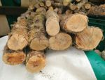 Boxwood Logs for Woodturning