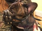 Leather Dog Muzzle | French Bulldog "Frenchie" | Universal fit short snout dogs