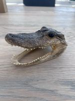 6” Head Display Fine Rare Specimen