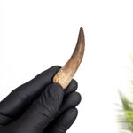 Plesiosaur Dinosaur Tooth Fossil (Plesiosaurus sp)